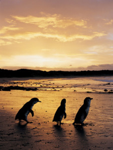 Phillip Island Penguins, Victoria, Australia